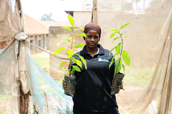 Image of a fruit tree distribution event